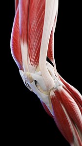 639K views · 3.6K reactions | 例 Dive Into the Dynamic Anatomy of the...