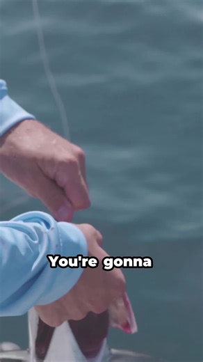 Get ready for an adrenaline-packed adventure as the crew gets up close and personal with some incredible ocean predators! Witness the excitement of pinning the reel against the hip, expertly positioning the rod, and feeling the thrill as fish strike. From a nail-biting encounter with a barracuda that had everyone on edge to the nonstop action of catching sharks and bonito, this fishing trip is a wild ride from start to finish. The anticipation builds with every bend of the rod, and the reactions