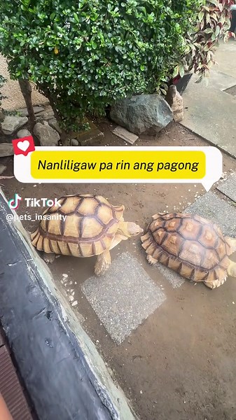 Sulcata Tortoise: Mating Dance and Exotic Pets