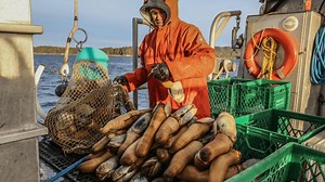 What Is A Geoduck? The Ocean's Giant Burrowing Clam