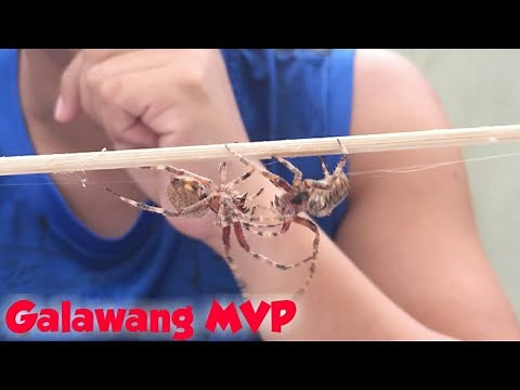 Derby Size Spider -Fastest Kill -Matalinong Gagamba -Largest