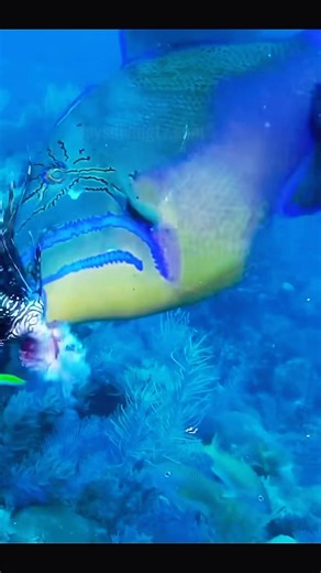 965K views · 4.6K reactions | Triggerfish vs lionfish略 #jaysdivingtv #explorepage #underwaterworld #fyp #reels #ocean #sealife #Viral | Jay’s Diving Tv | Facebook