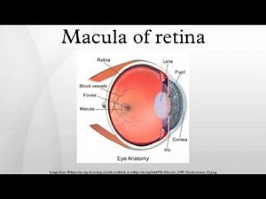 Macula of retina