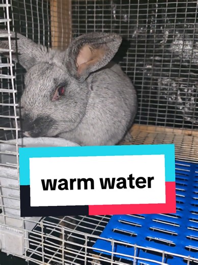 #breedingrabbits #meatrabbits #raisingrabbits #rabbitmeat #livestock | rabbits