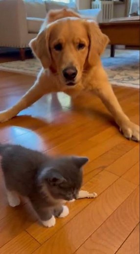 Funniest Pets on the Internet 😂🐾