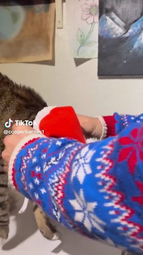 How to Put a Santa Hat on Your Cat