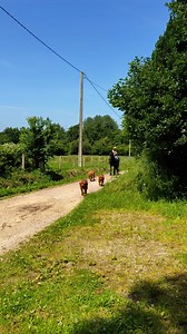 74K views · 2.9K reactions | Mes Rouges ❤️My Reds ❤️#elevagededoguesdebordeauxlesmillediables #dogsofinstagram #frenchmastiff #doguedebordeaux #chien #chevalpassion #cheval | Élevage de dogues de Bordeaux les mille diab/es | Facebook