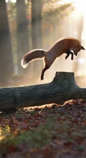 Fox Does Mini Freestyle Jumps on a Log 🦊✨🌅