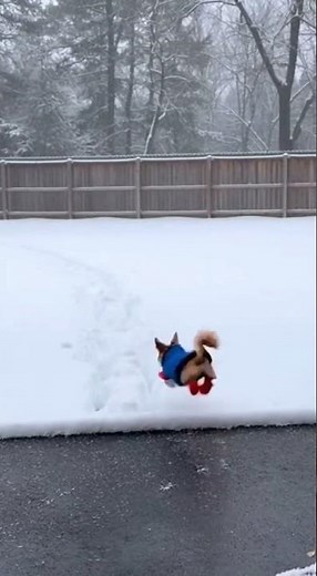 When the Rottweiler is Chill but the Chihuahua is Extra 🐶❄️ #dogmemes #funny #funnyanimals #dogs