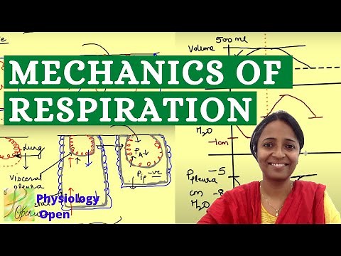 Mechanics of respiration physiology | Alveolar and pleural pressures | Respiratory physiology