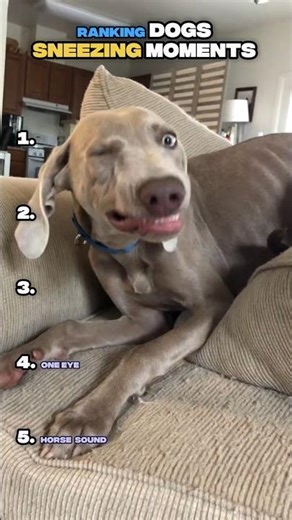 Ranking dogs sneezing moments