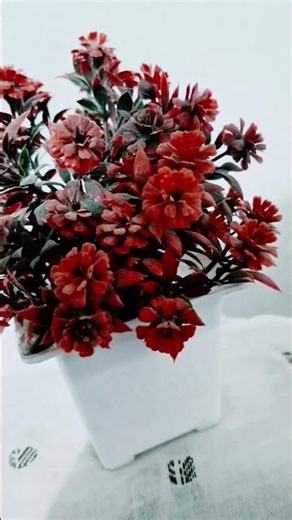 jomeri ruhoko chan da pyar da bokhusi bongoyiho tum ❤️❤️❤️