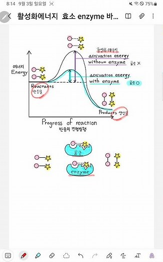 1분생물 #효소 #활성화에너지 #반응속도 #화학반응