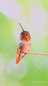 cute #hummingbird | Hummingbird Love