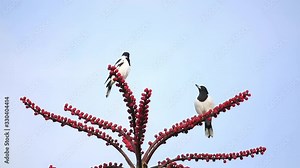 butcher bird sing song on the umbrella tree red flower pare couple against blue sky beautiful scenery Australia sunny day Stock Video