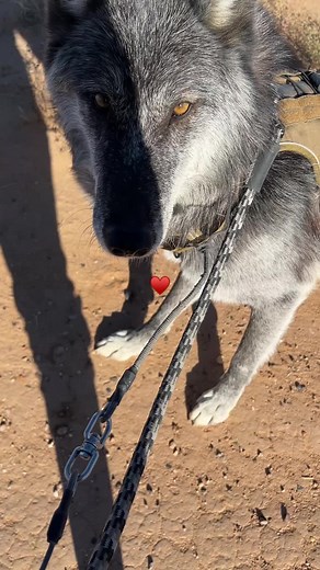 Confident Kiku and Ryder: Adventures with a Wolfdog