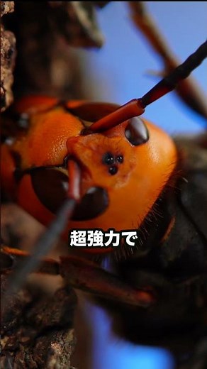 世界最強のスズメバチをご存知ですか？ #ニホンミツバチ#オオスズメバチ #養蜂家ひろおき