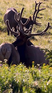 34K views · 1.5K reactions | Interesting behavior between these bull elk. What do you think is happening here? Establishing dominance? Bromance? Annoying bugs? #estespark #velvet #elk #bullelk #wildlife #animals #reelsfypシ #exploremore #colorado #trendingvideo | Colorado Wild Photography | Facebook