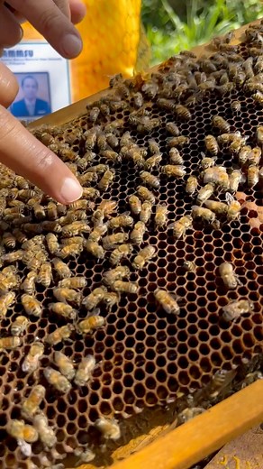 1.3M views · 21K reactions | Harvesting and extracting of PURE HONEY! | Agribusiness | Facebook