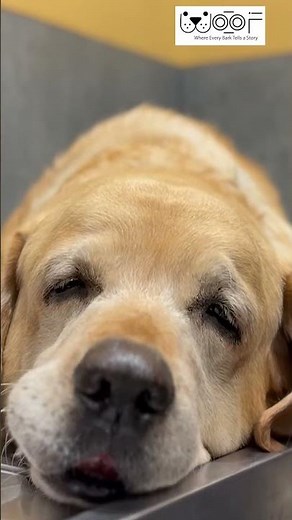 Kidney failure in Dogs | #woof Explained Veterinary Guide
