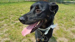 Mayo study: Your dog might help you sleep better