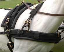 Professional qualifications for carriage drivers - Horse & Hound