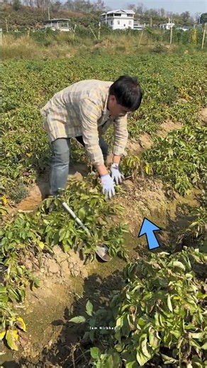 5 Kilo Wala Aaluu Ka Fasal 😳 #shorts #shortsvideo