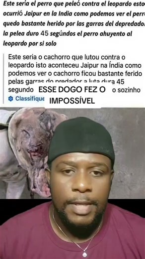 Dogo Argentino vs Leopard: A 45-Second Showdown