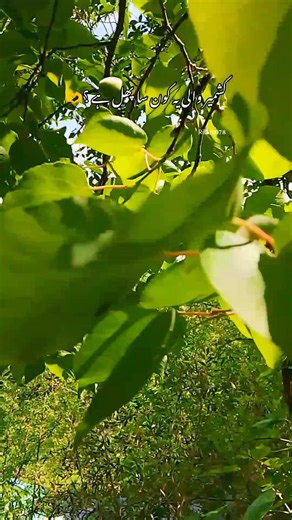 Bagh Azad Kashmir on TikTok
