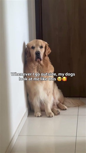 Why Do Dogs Look So Sad When You Leave? 🥺❤️ #dogs #goldenretriever #labrador #doglover #shorts