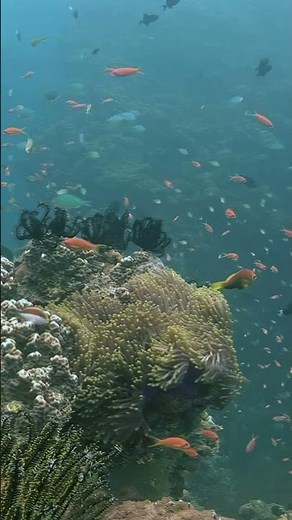 Colorful clownfish thrive in vibrant coral reefs of Maldives