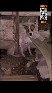 Rescue the mother and let her child live in a ruined abandoned house. Part 2. | Cats World