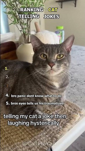 Ranking telling jokes at cats🤣🤣
