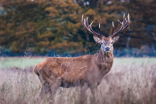 Slash, Rogue, Tall Tines: 100 Deer Nicknames for Your Target Buck
