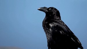 The Common Raven is an acrobatic flier, often doing rolls and somersaults in the air. One bird was seen flying upside down for more than a half-mile. Young birds are fond of playing games with sticks, repeatedly dropping them, then diving to catch them in midair.