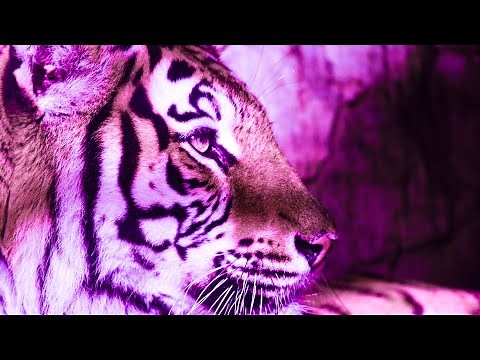 Spiritual Energy Cleanse | 432Hz Healing Tones | Detox Your Soul | Relaxing Meditation Music