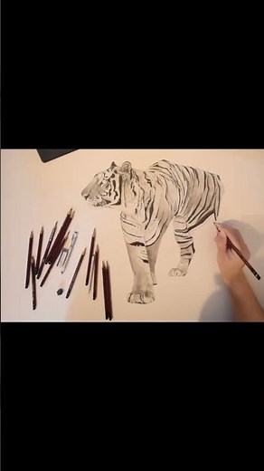 トラの絵制作過程動画🐅 #イラスト#鉛筆画 #drawing