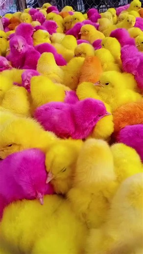 Colorful Baby Chicken Chicks: Cute Little Chicks Compilation