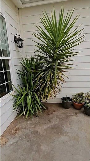 Yucca Plant Trimming #tools #gardening #yucca #plants