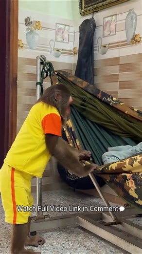 How Did Cutis Get Carrots for the Goat? Taking Care of an Infant | Monkey Page