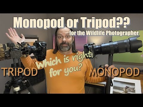 Tripod or Monopod, What To Use for Wildlife and Bird Photography