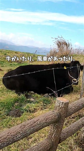 【日本スイス】標高1400mの絶景「四国カルスト」が天国すぎた… ⛰️ Shikoku Karst, Japan #shorts