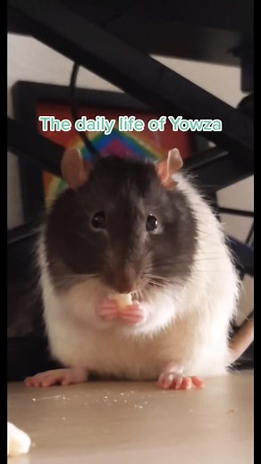 The Daily Life of Baby Rats: Cute Moments and Chonky Rat Facts