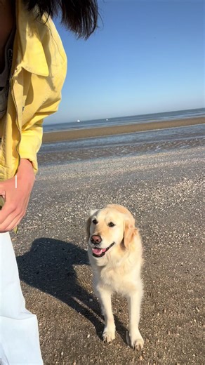 Comment mesurer le tour de cou de son chien pour un collier ?