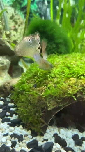 New coconut cave! #aquarium #fishtankyt #javamoss