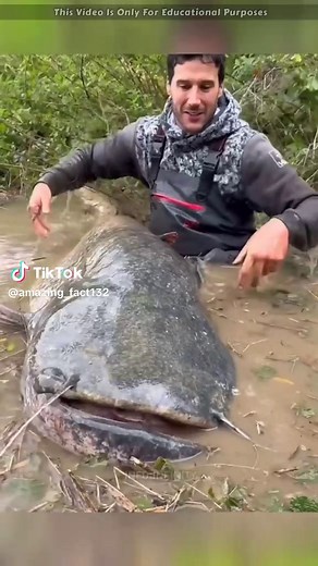 Exploring the Biggest Catfish Species
