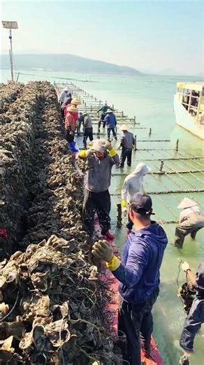 Oyster Farmers Harvest Bountiful Shellfish from Coastal Aquaculture Racks