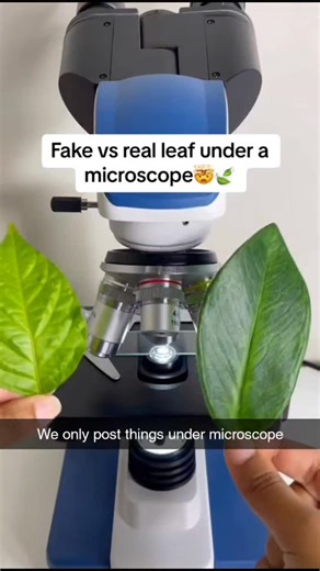 Things Under Microscope on Instagram: "Unlock a hidden world 🔬—discover the fascinating beauty of everyday things under the microscope! #MicroscopeMagic #HiddenWorlds #MicroBeauty #UnderTheScope #ScienceIsCool #CloseUpView #TinyUniverse #MicroWonder #ScienceDaily #ZoomedIn #MicroscopyLove #EverydayScience #AmazingDetails #MicroLife #InvisibleWorld"