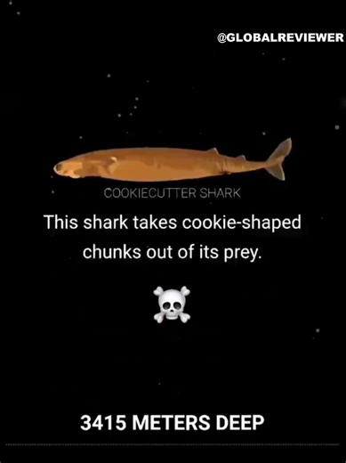 Understanding the Ocean's Mysteries: Embrace the Unusual