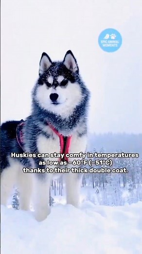 Why Huskies Go Crazy in the Snow